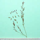 Plancia ëd Aniselytron treutleri (Kuntze) Soják