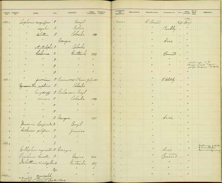 Discosura conversii (Bourcier & Mulsant 1846) resmi