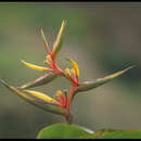 Image of Heliconia berryi Abalo & G. Morales