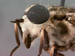 Image of Tabanus maculosus Coquillett 1902