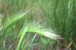 Image of foxtail barley