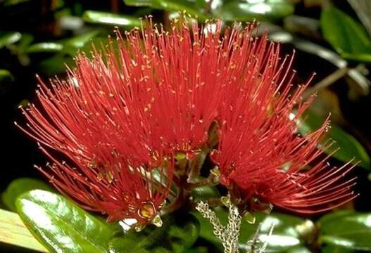 Image of 'ohi'a lehua