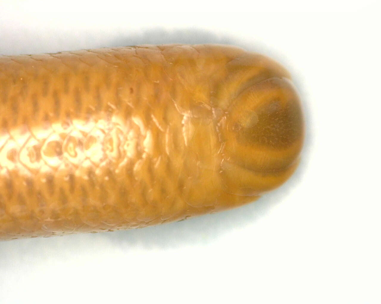 Image of Mann's Worm Snake