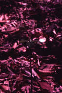 Image of Large Whorled Pogonia