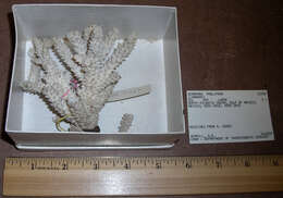 Image of Eight-ray finger coral