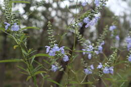 Image of azure blue sage