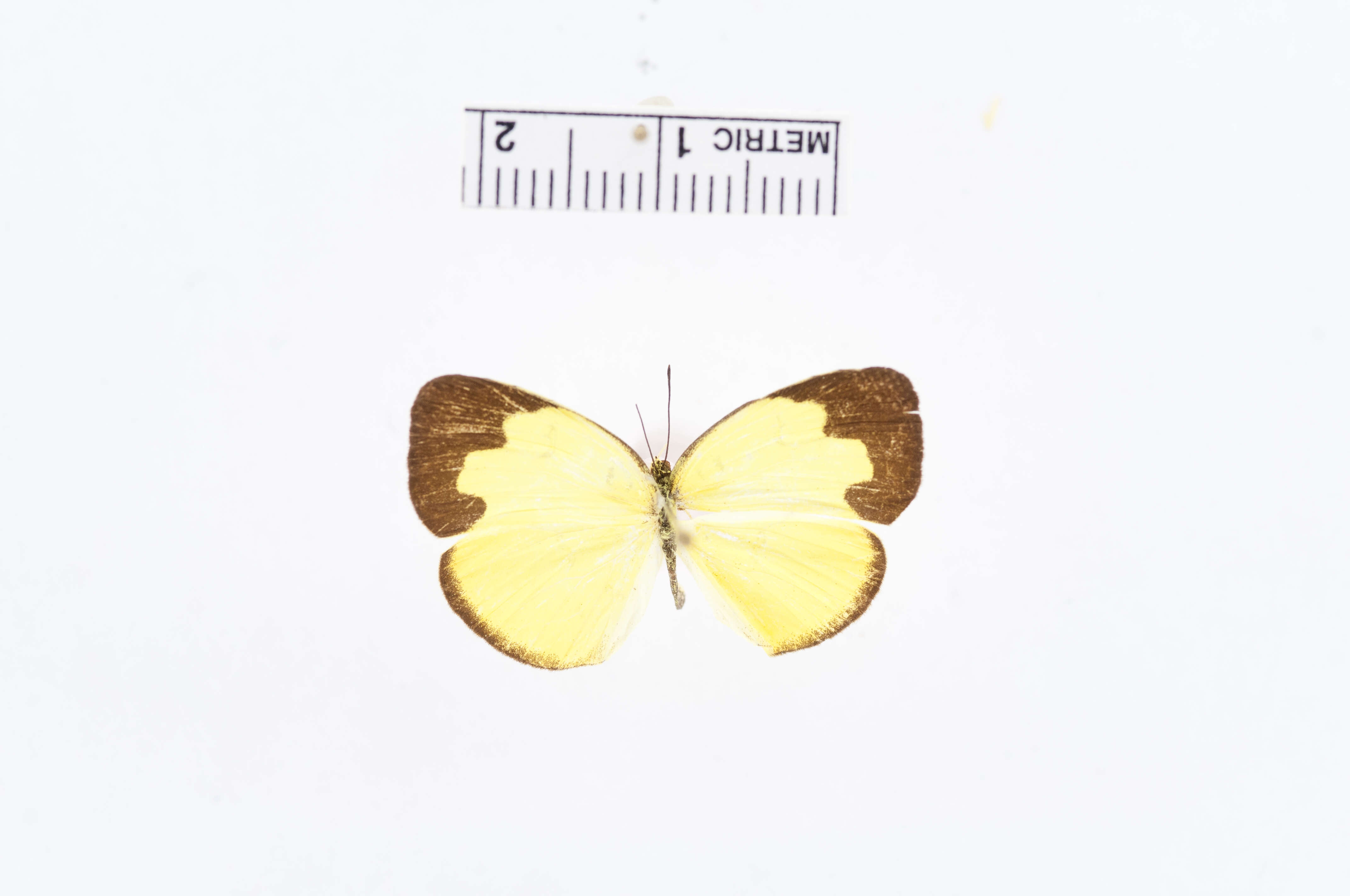 Imagem de Eurema ada (Distant & Pryer 1887)