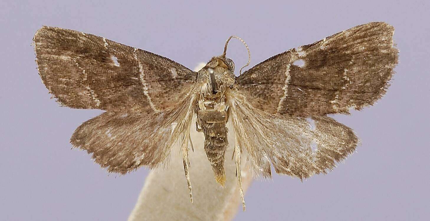 Image of Lepidomys bilinealis Dyar 1914