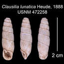 Image of Clausilia lunatica Heude 1888