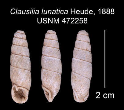 Image of Clausilia lunatica Heude 1888