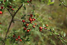 Ilex myrtifolia Lam. resmi