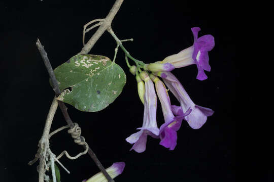 Image of membranous garlicvine