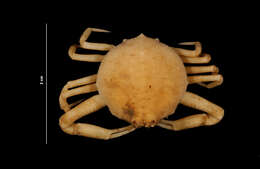 Image of pink purse crab