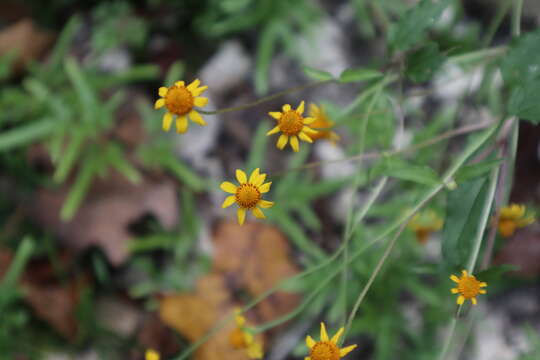 Image de Acmella repens (Walt.) Richard