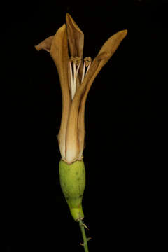 Image de Ceiba aesculifolia (Kunth) Britten & E. G. Baker