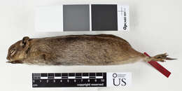 Callospermophilus madrensis (Merriam 1901) resmi