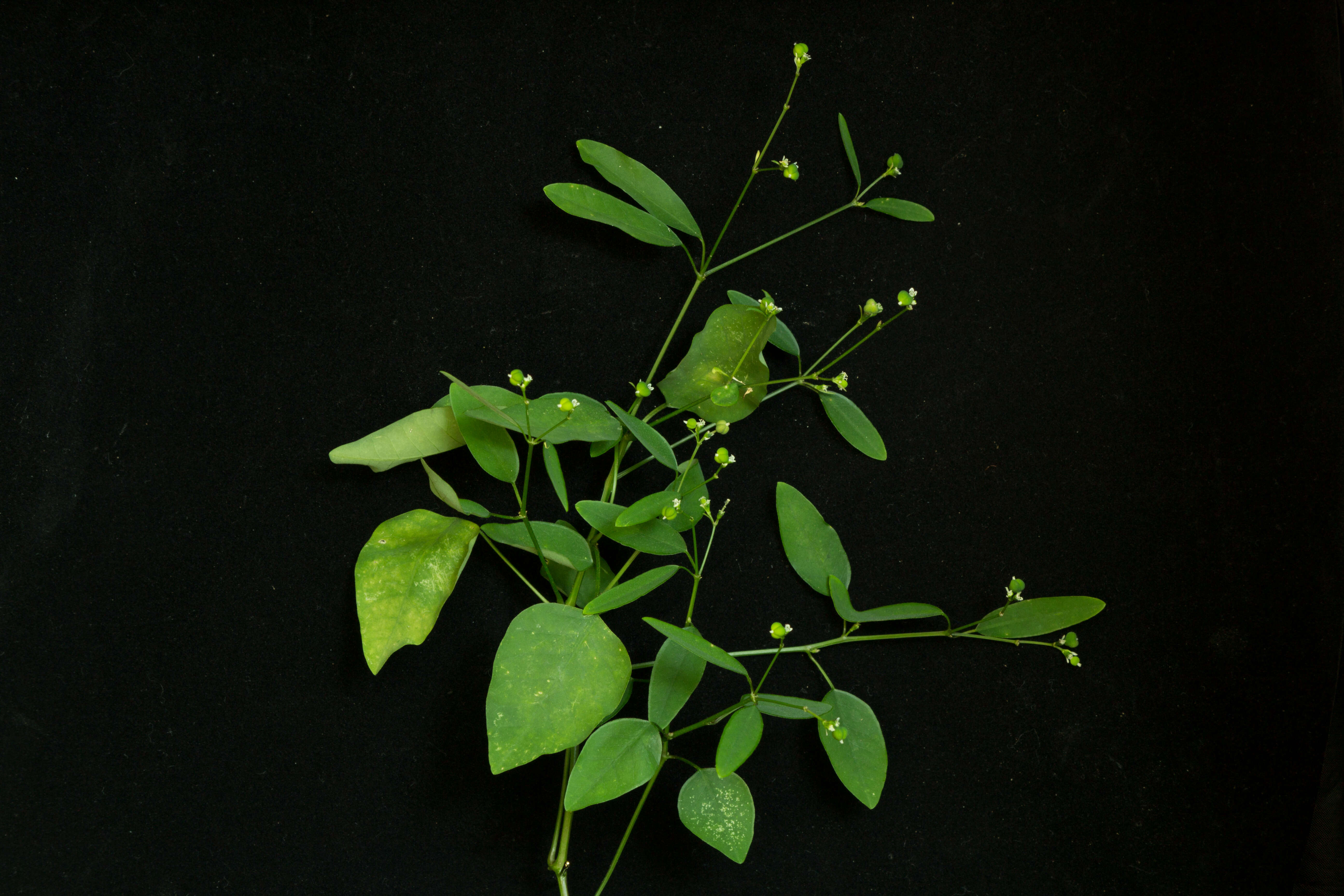 Image of grassleaf spurge