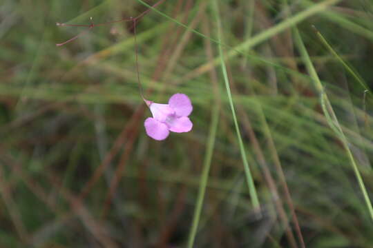 Image of Pineland False Foxglove