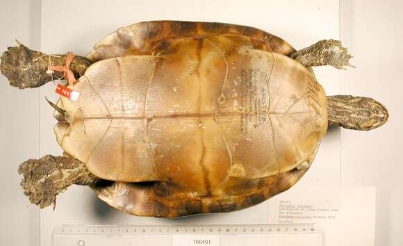 Image of Eastern River Cooter