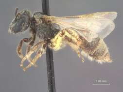 Image of Halictus