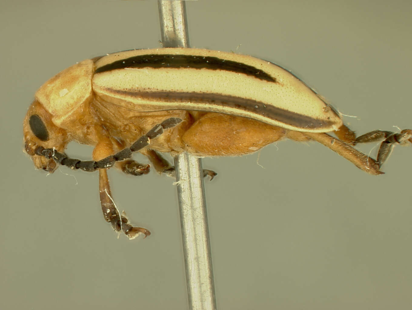 Image of Disonycha balsbaughi Blake 1970