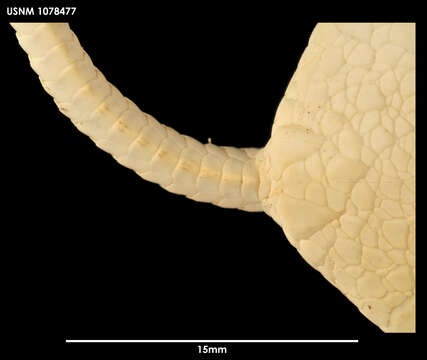 Ophiuroglypha lymani (Ljungman 1871) resmi