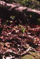 Plancia ëd Isotria verticillata (Muhl. ex Willd.) Raf.