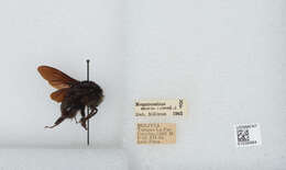 Image of Bombus morio (Swederus 1787)