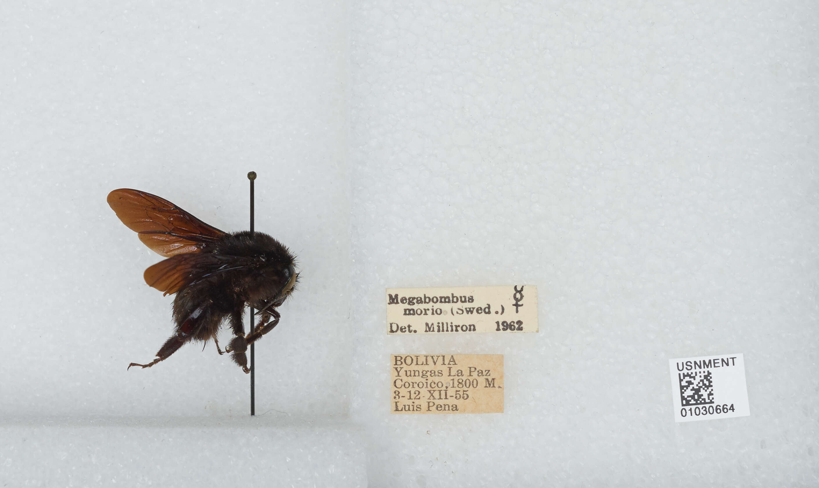 Image of Bombus morio (Swederus 1787)