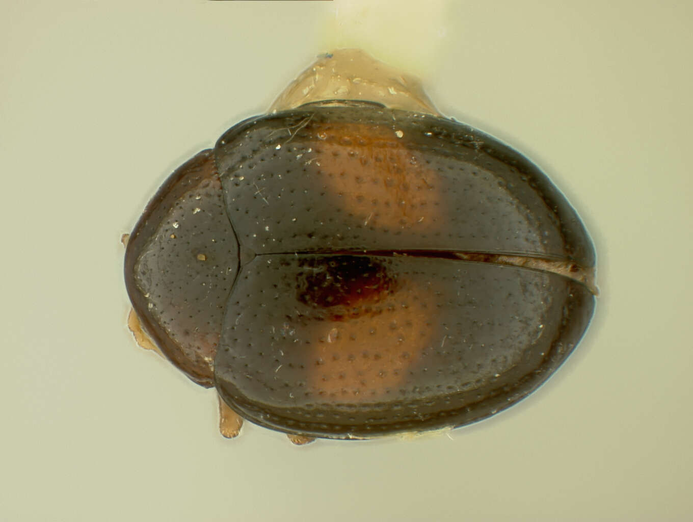 Image of Sphaeroderus aequalis Casey 1920