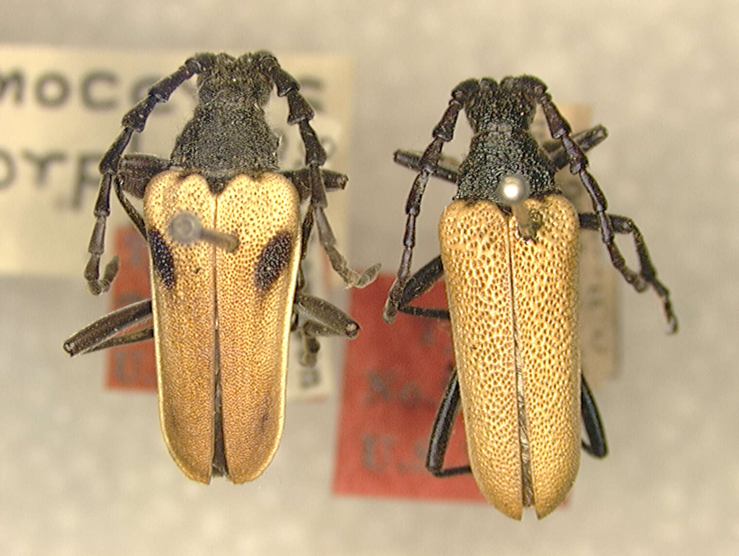 Image of Valley elderberry longhorn beetle