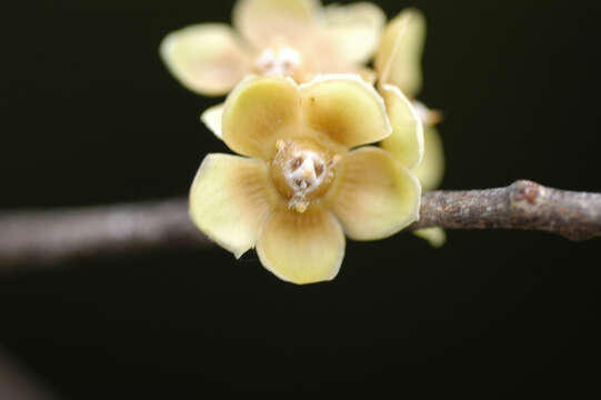 Слика од Salacia impressifolia (Miers) A. C. Sm.