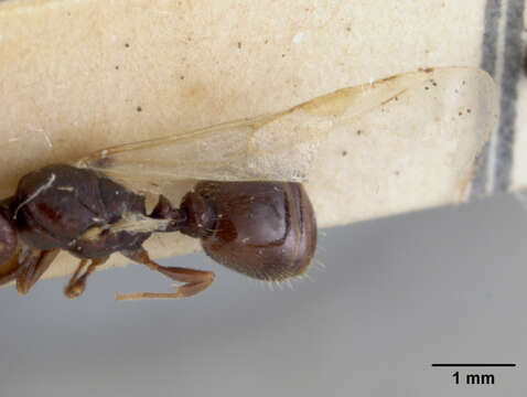 Image of Tetramorium fezzanense Bernard 1948