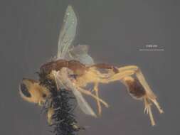 Image of Mesochorus americanus Cresson 1872