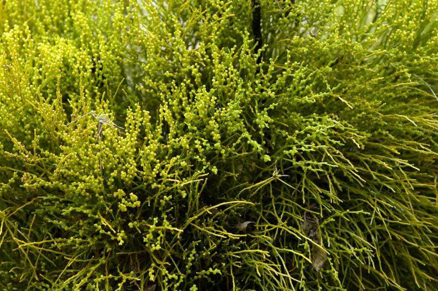 Image of whisk fern
