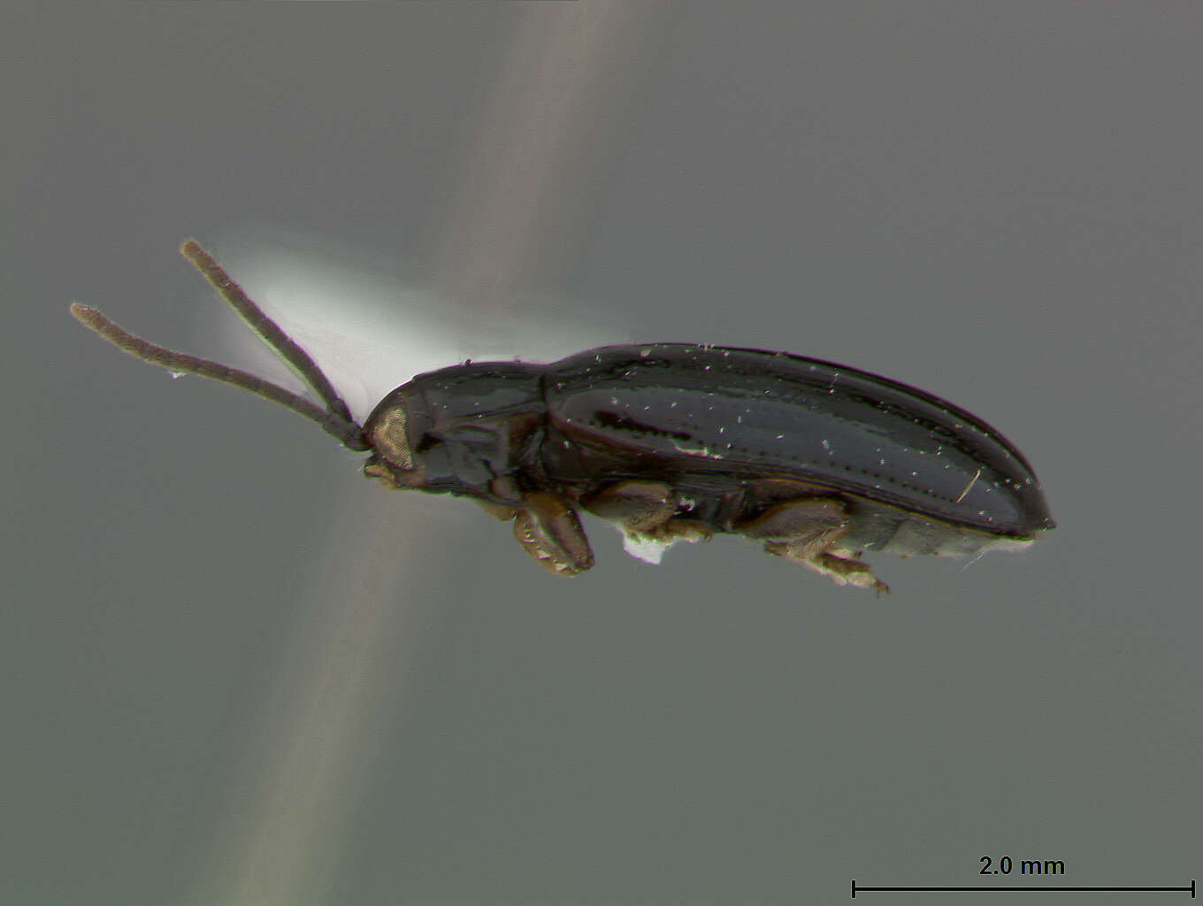 Image of Cephaloleia cyanea Staines 1996