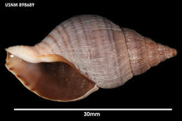 Image of Buccinulum pertinax pertinax