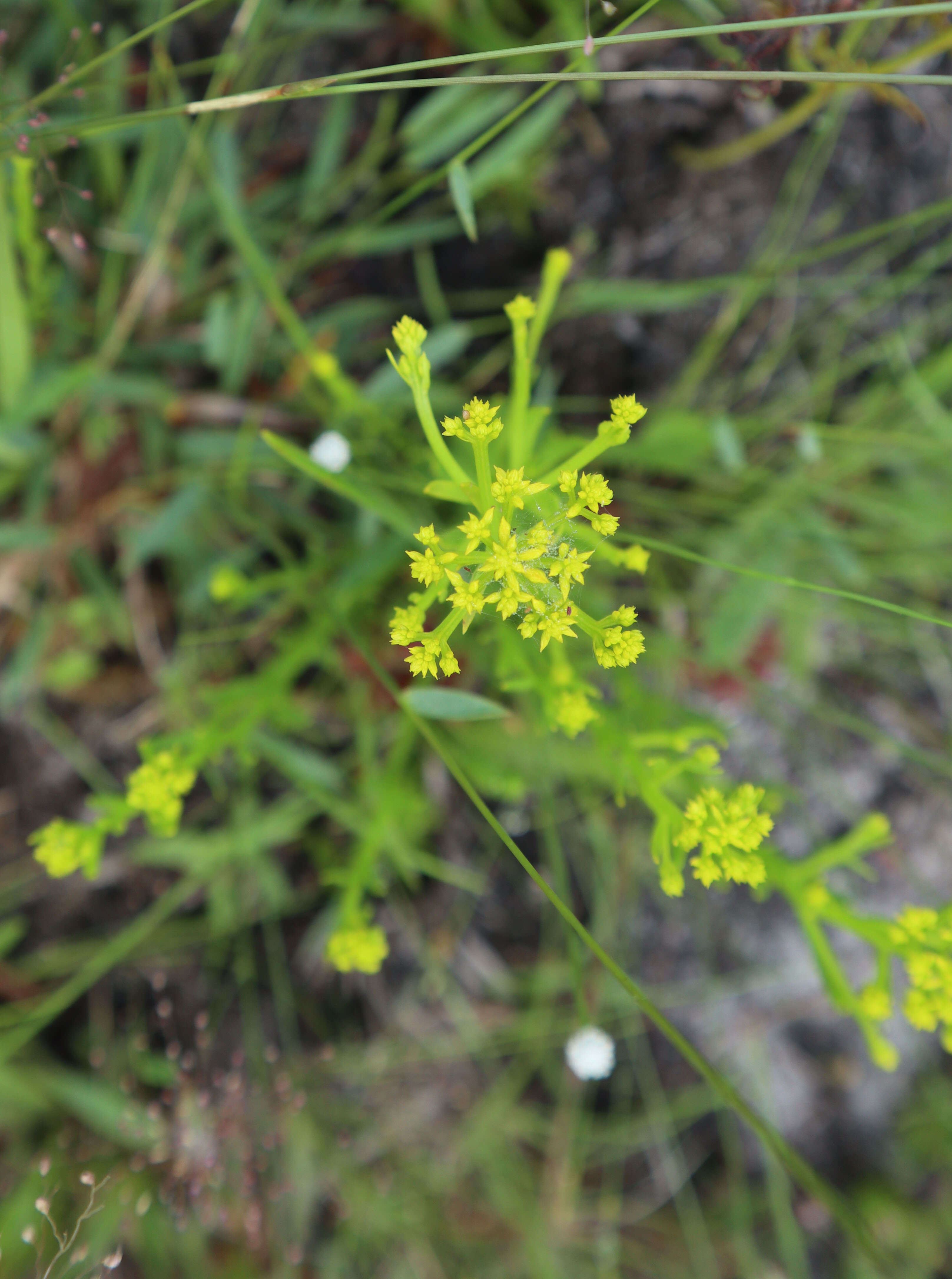 Image of low pinebarren milkwort