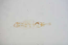 Image of Coleophora ramitella Landry & Wright 1993