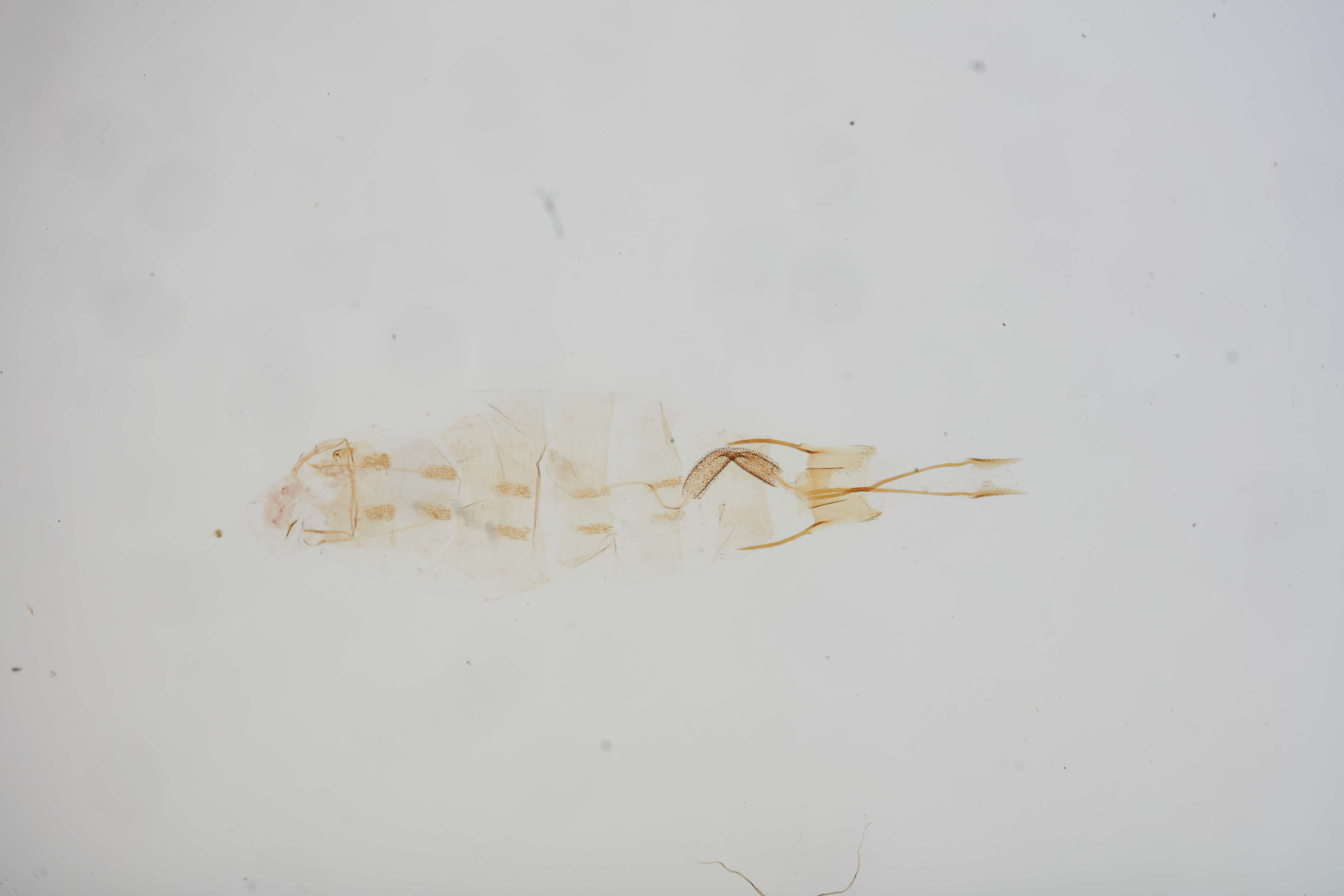 Image of Coleophora ramitella Landry & Wright 1993