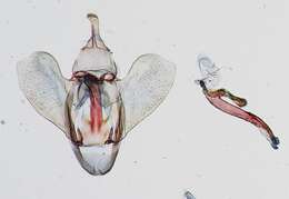 Image of Parthenodes dabiusalis Schaus 1924