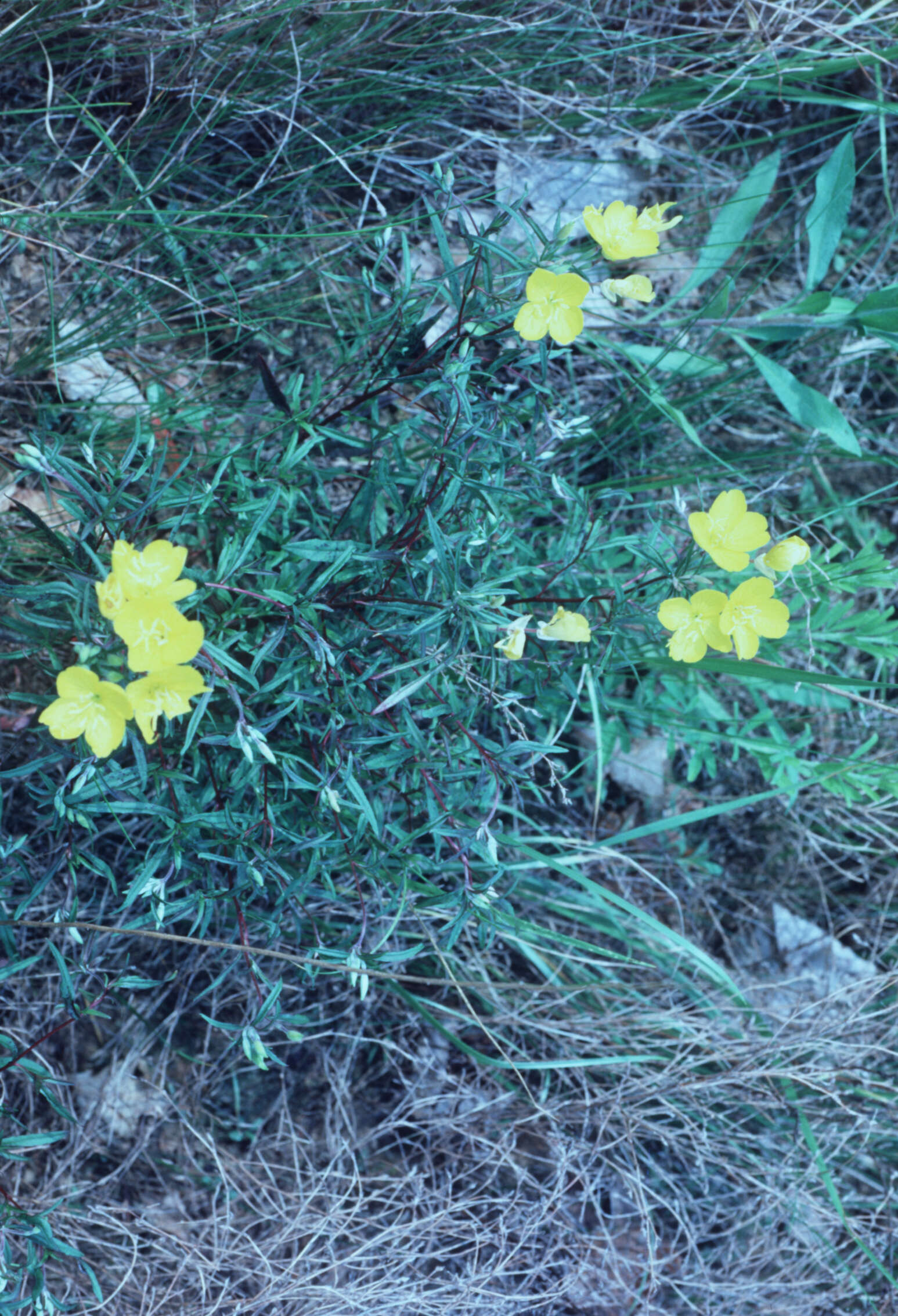 Imagem de Oenothera fruticosa L.