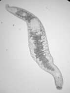 Image of Xenotoplana Ax, Weidemann & Ehlers 1978