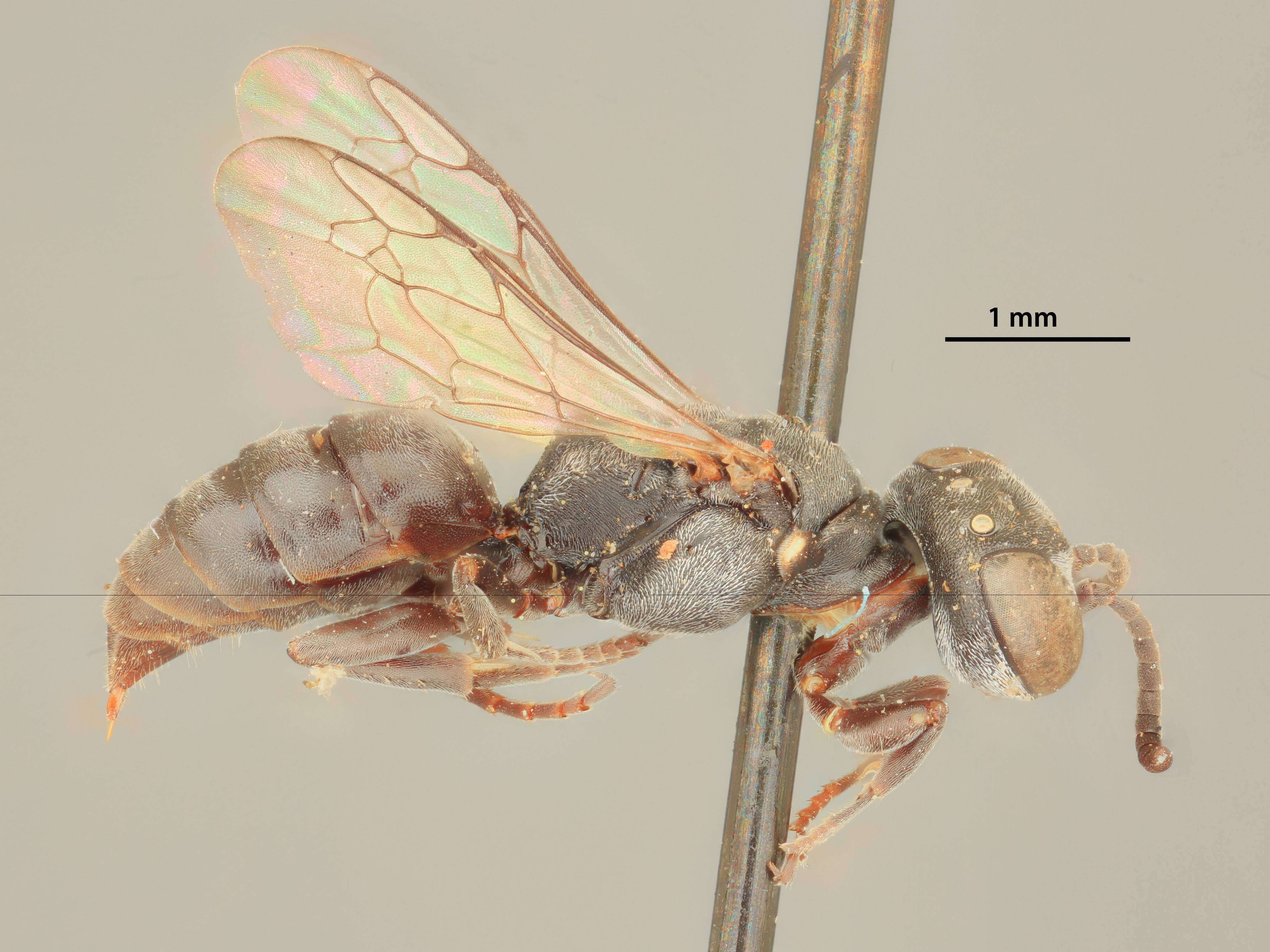 Image of Crabronid wasp