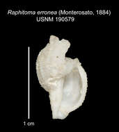 صورة Leufroyia erronea Monterosato 1884