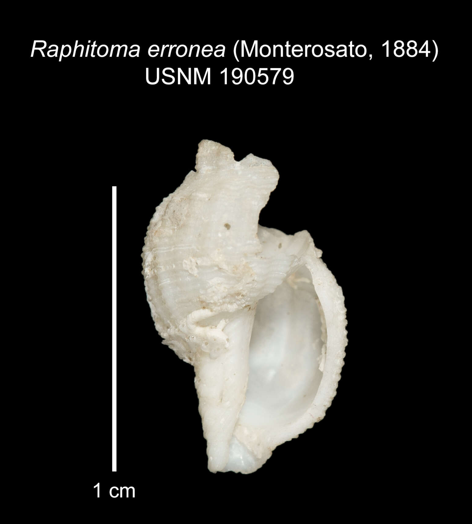 صورة Leufroyia erronea Monterosato 1884