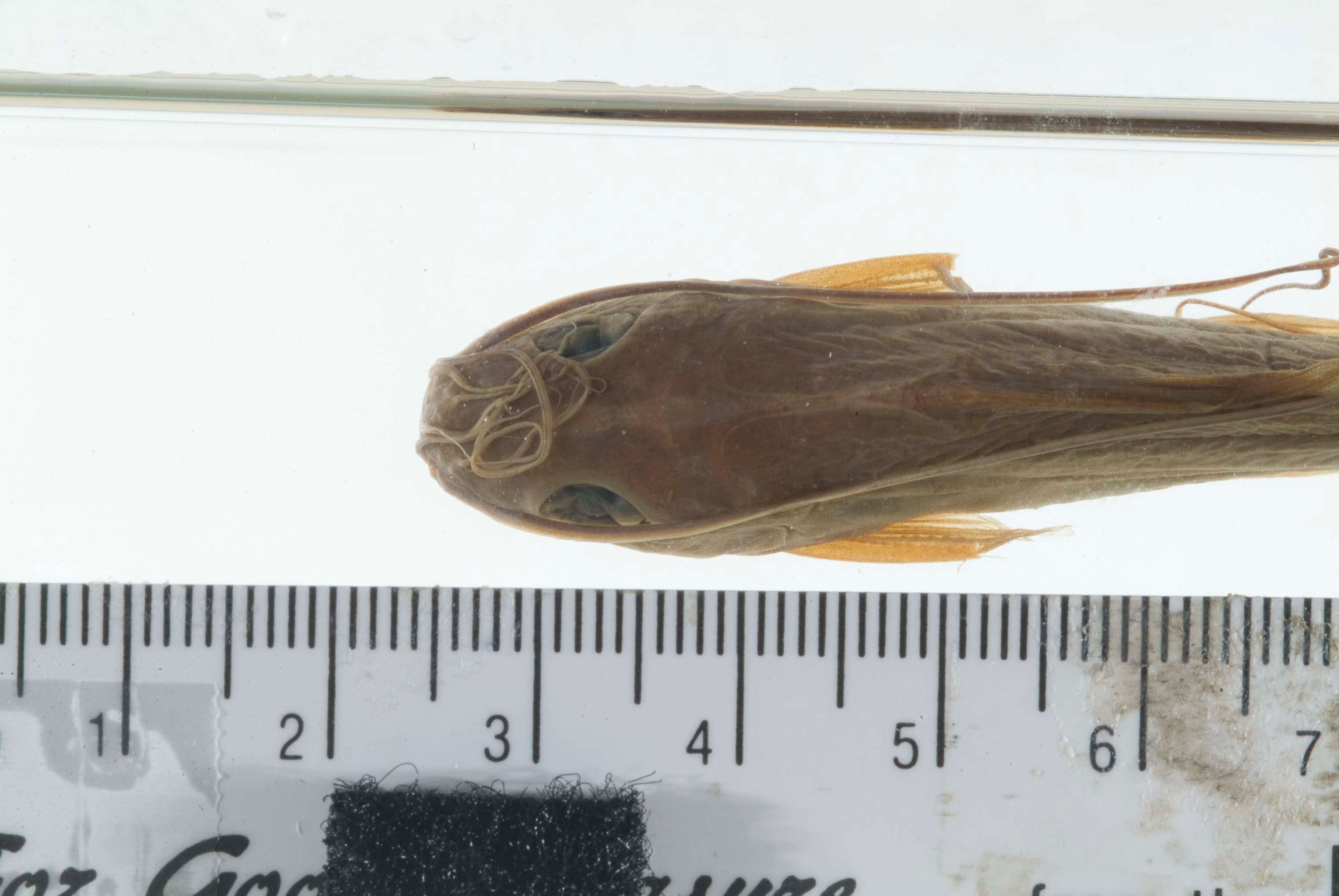 Image of Twospot catfish