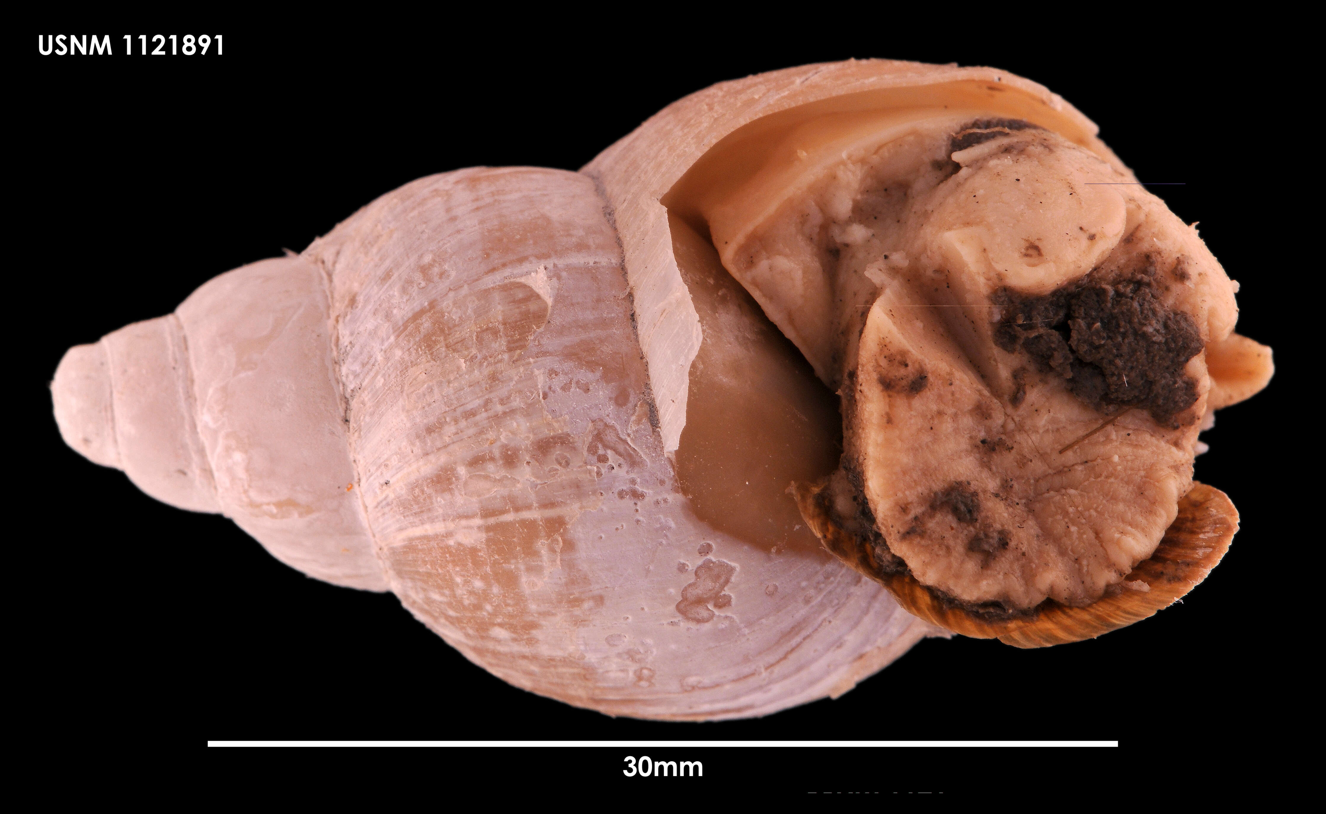 Neobuccinum E. A. Smith 1879 resmi