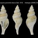 Image of Aforia persimilis blanca (Dall 1919)