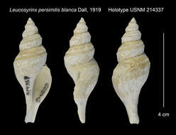 Plancia ëd Aforia persimilis blanca (Dall 1919)